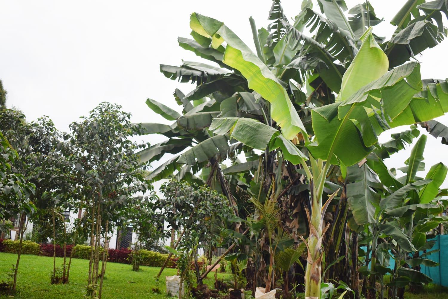 The Plantains Place Karatina Exterior foto